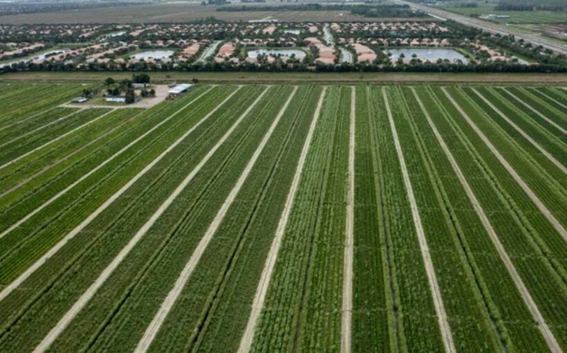 Erickson buys 53 acres of Boynton Beach farmland